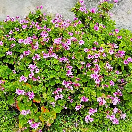Enburela El Jardín Del Horreo Apartamento